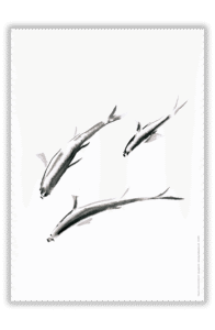 poissons.png Poissons à l'encre de Chine