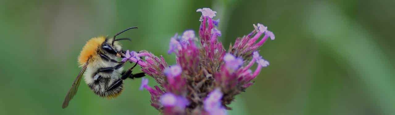 Blog santé naturelle de La Boutique du Bourdon consacré au bien-être, aux plantes et aux remèdes naturels
